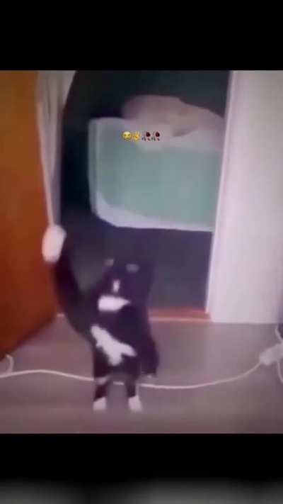 Gato