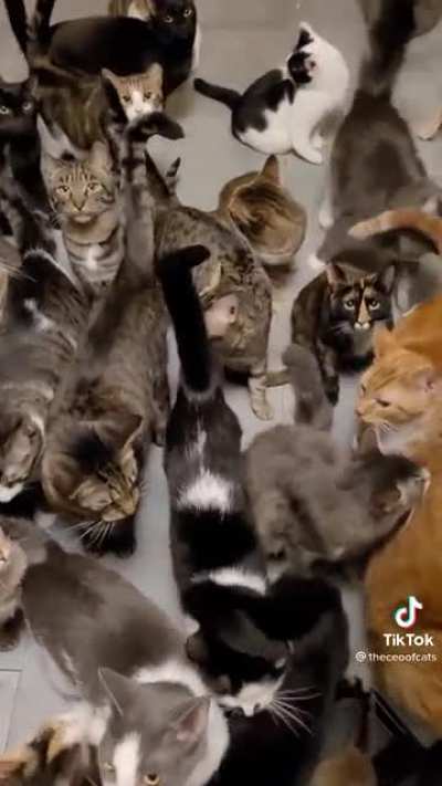 Some cats. Nothing offensive. Just cats.