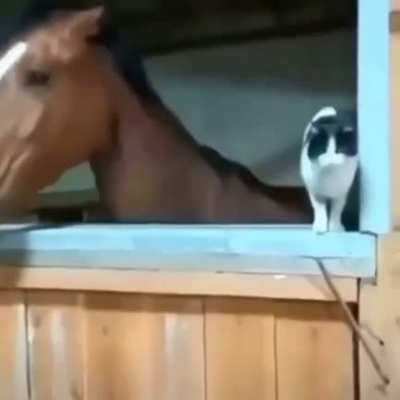 Get off my gate cat!