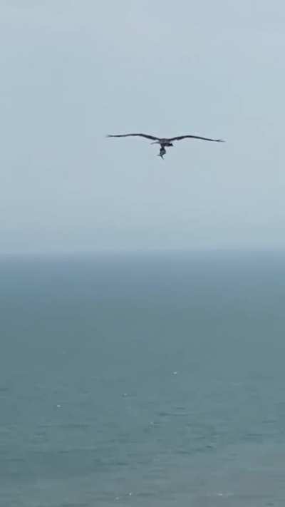 🔥 A Bird of Prey (Condor?) carries away a giant fish he caught. Filmed at Myrtle Beach, SC.