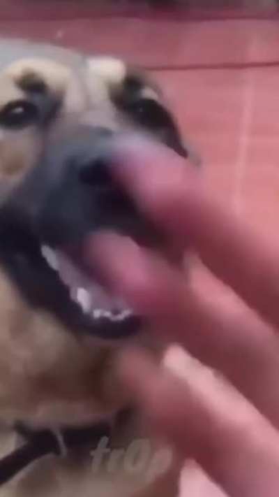 xd