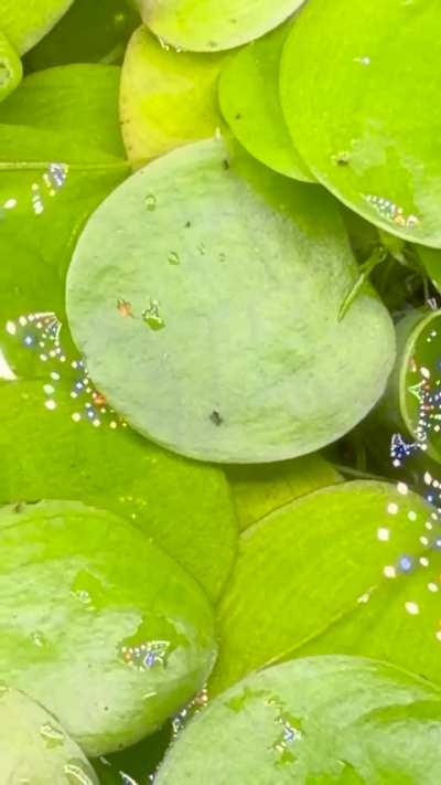 What are these on my frogbit?