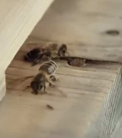 A honey bee clearing ants away from the entrance of its colony