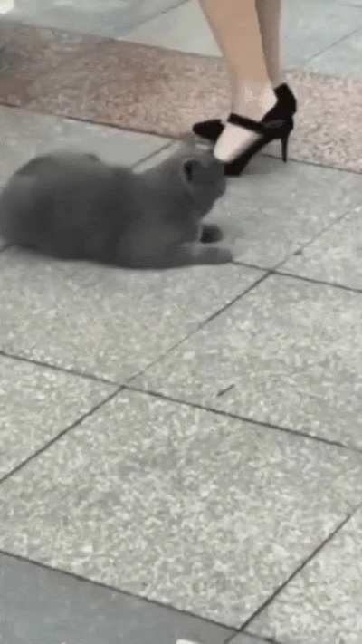 That kitty has seen some shit
