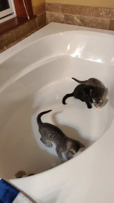 Kitties, balls and bathtubs