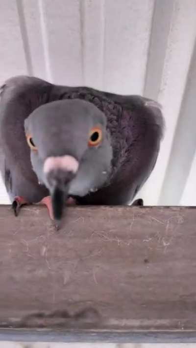 wat dis?