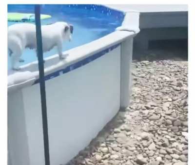 Pup has their own way of getting out of the pool