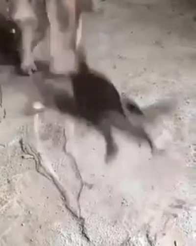Urgot vs rengar
