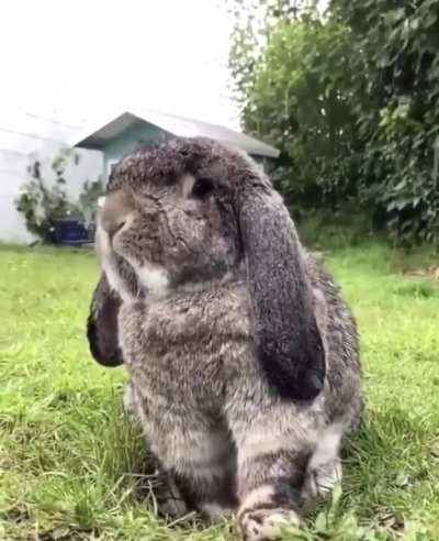Sudden jiggles