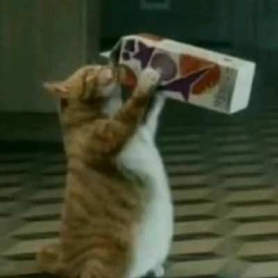 Thick cat happy