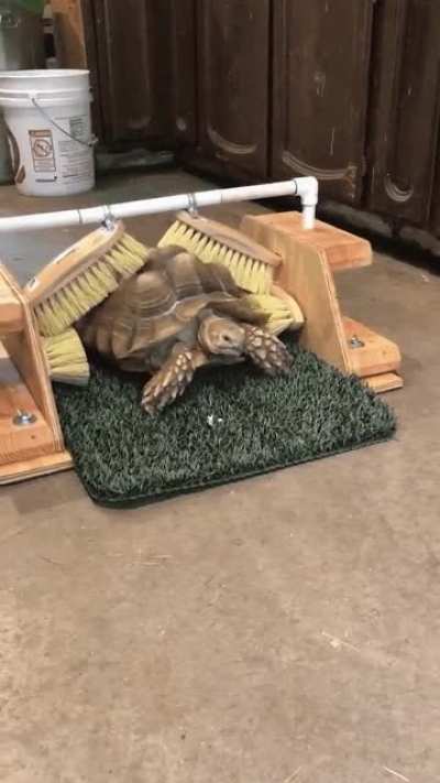 Tortoise Scratcher