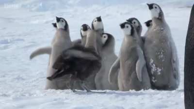 For Honor Portrayed by Penguins?
