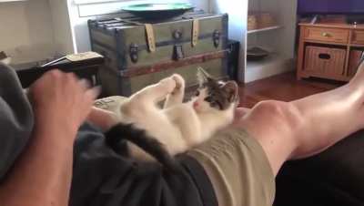 Kicker Kitten
