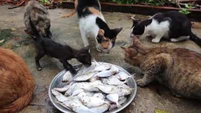 Stray cats eating some fish