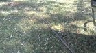 THIS IS THE FUNNIEST VIDEO EVER LMFAO WTF THIS FROG IS VIBING