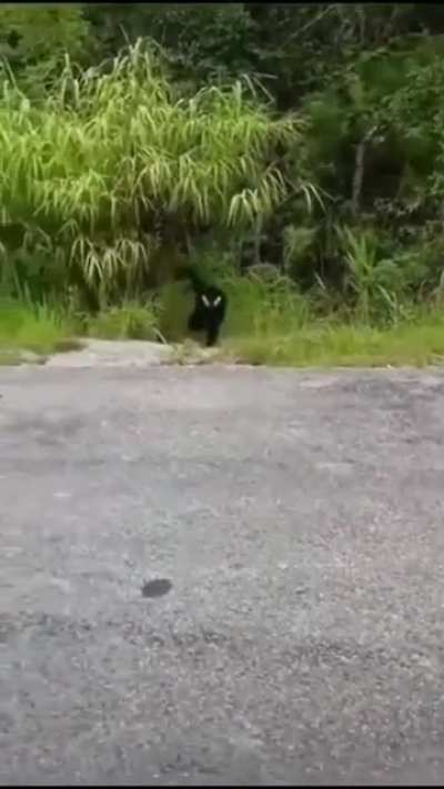 Venom!
