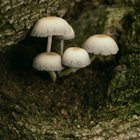 Shrooms (v2)