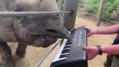 Bandhu the rhino plays piano on his 12th birthday