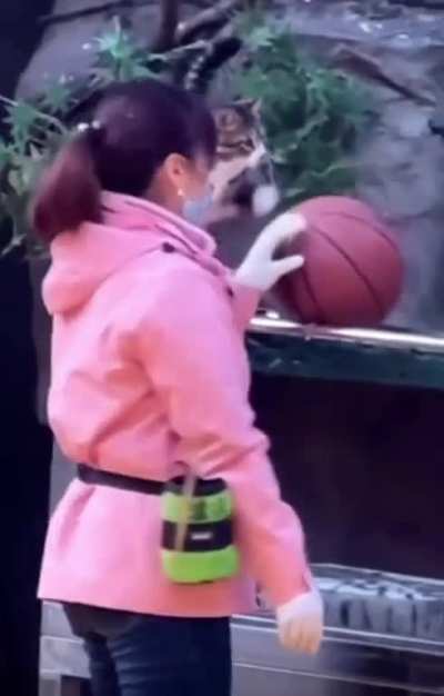 Catculated Balance