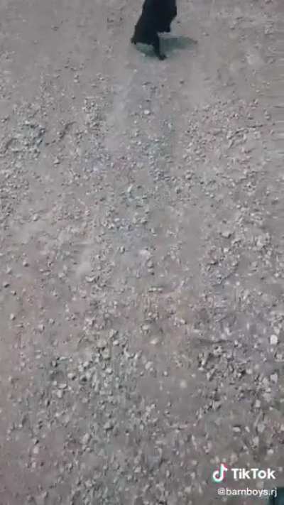Mufasa ain't no bitch