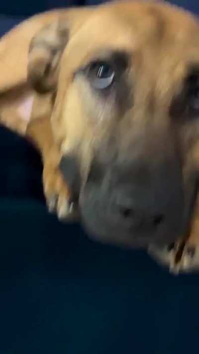 Dogs will love you unconditionally