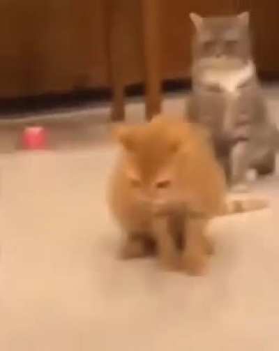cat