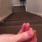 Bobbie likes treats