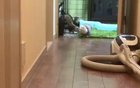 Opossum's animations glitched