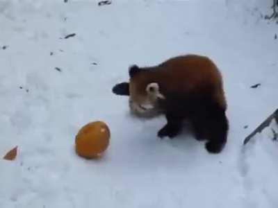 Whoever is playing as Red Panda is working out the controls from scratch