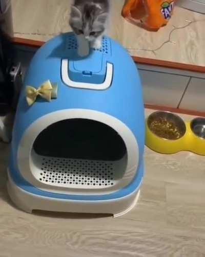 Awwwwkitten with a plan