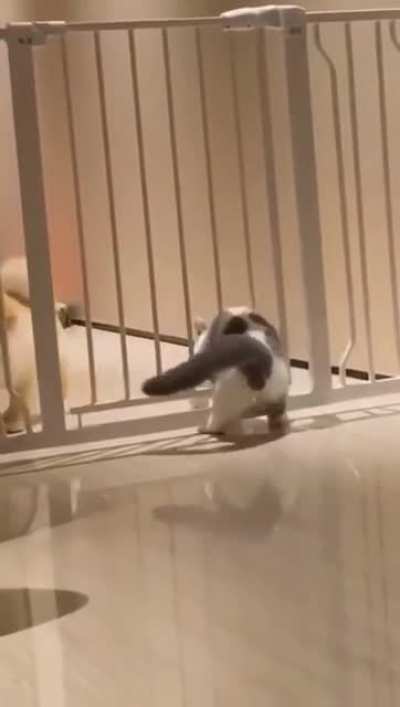 Cats may be liquid, but sometimes
