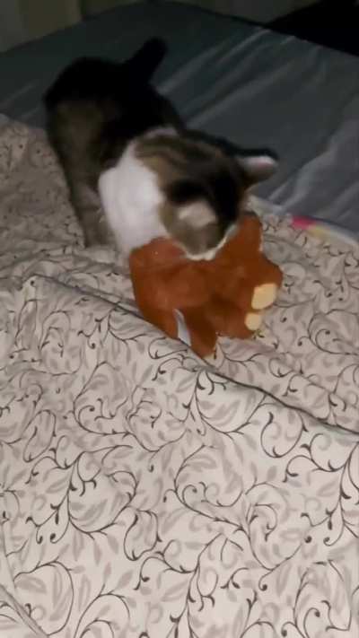 Bear gets mauled by cat