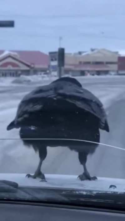 Consumable item. When consumed, summons watcher of the road who will fight for you in next combat