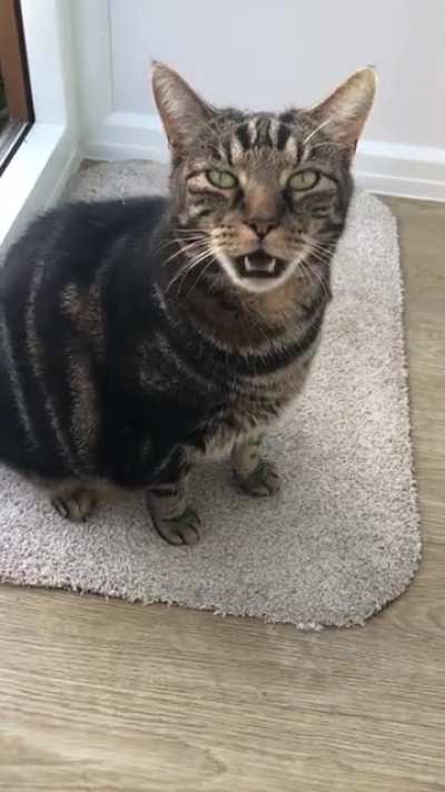 Tigger’s polite meow