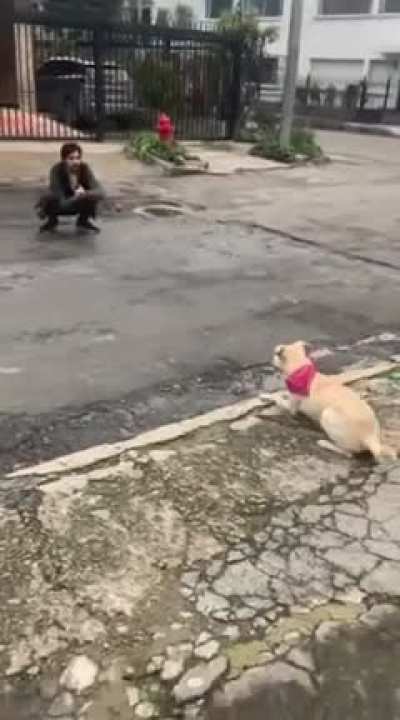 Proud of my street-proof off-leash pup. She's 8 months old, my first dog, and we've come a long way together! BRAGS!