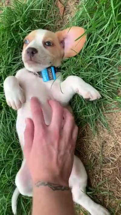 6 week old lemon beagle puppy belly loves