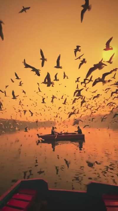 Seagulls circle a boat on the Yamuna river in New Delhi, India
