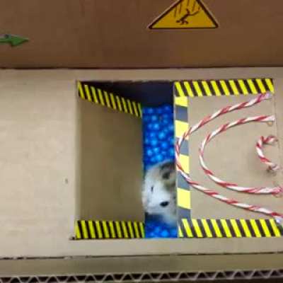 Prison break by hammy.