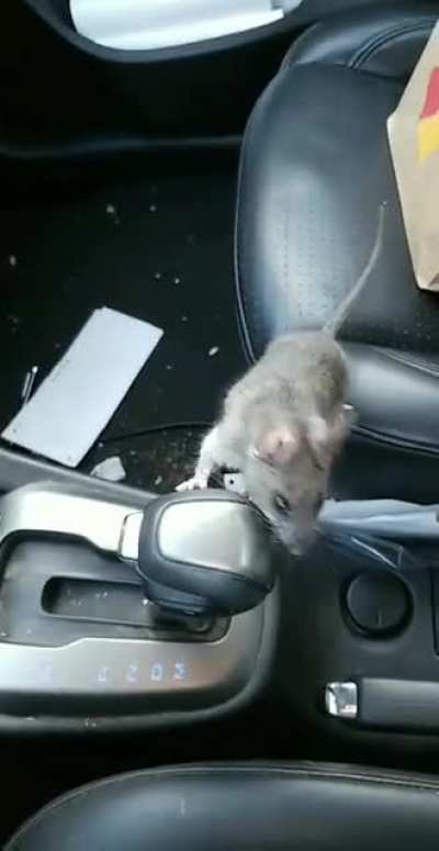 Borrowed a friend's car. Never again.