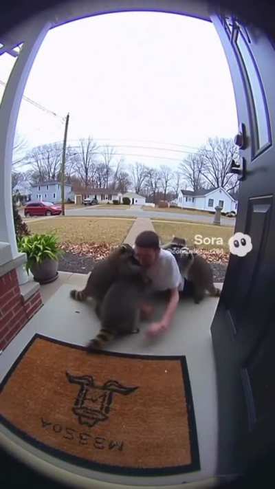Damn racoons
