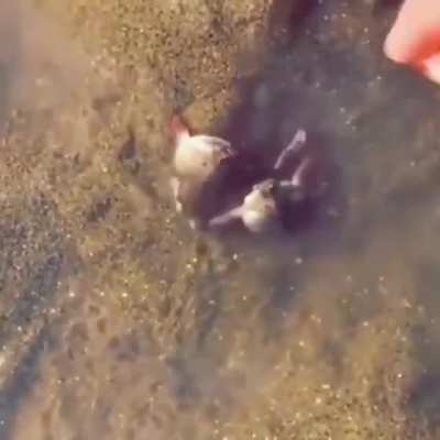 To pick up a crab