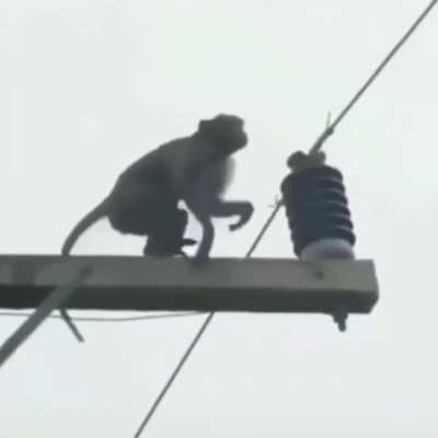 monke🐒