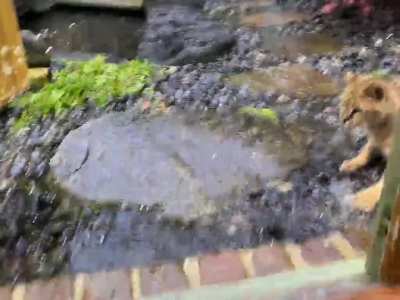 Cat + heavy rain