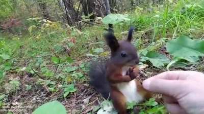 Squirrel has an existential crisis