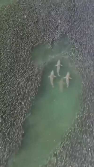 Parting of the sea.