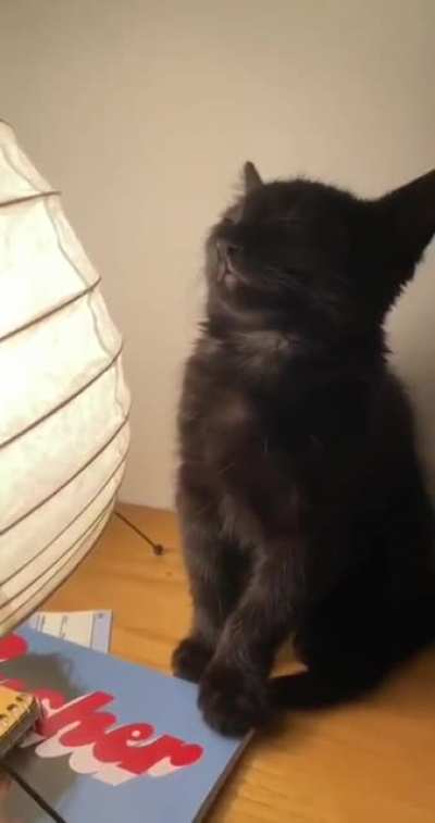 Сонный котик