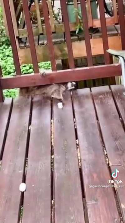 He just wanted a marshmallow