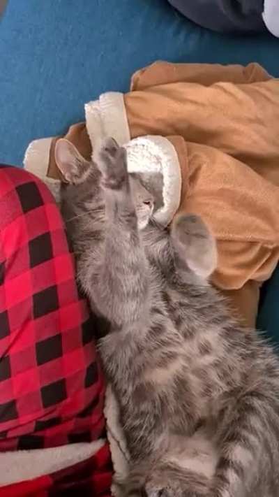 Котики