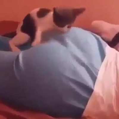 kitten wanting to bite the poop hole.