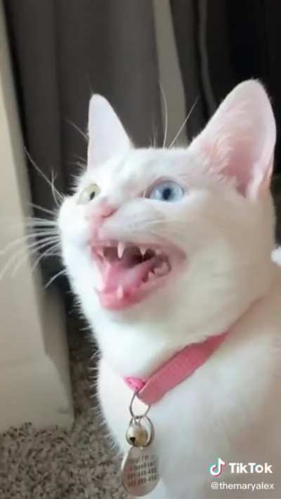 Meow-ch